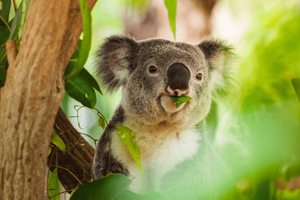 Koala Habitat Mapping Water Technology   Koala Adobe Stock 1024x683 